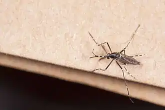 Комар Armigeres subalbatus