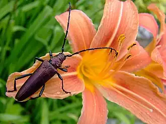 Мускусный усач