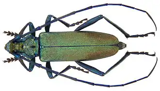 Усач мускусный16 сентября 2015