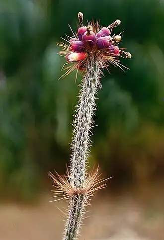 Arrojadoa multiflora