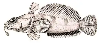 Artedidraco mirus, синтип, самец