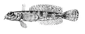Бородатка Скоттсберга, голотип,NRM SYD/1902041.3163