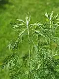 Полынь лечебная (Artemisia abrotanum)
