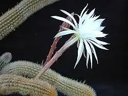 Arthrocereus glaziovii