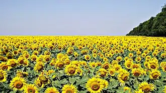 Подсолнухи недалеко от Арциза