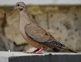 Ушастая горлица23 августа 2022