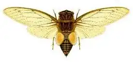 Цикада Arunta perulata