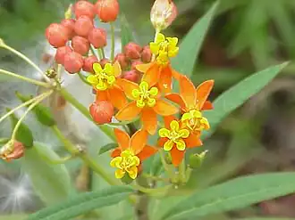 Asclepias curassavica