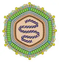 Строение вируса