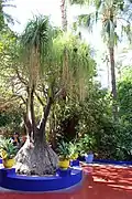 Бокарнея отогнутая в оформлении парка (Majorelle Garden, Marrakesh, Morocco)