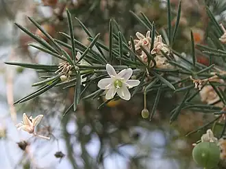 Нет доступного изображения