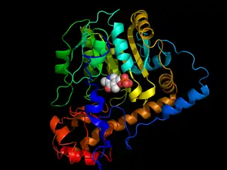 Аспартатаминотрансфераза из Escherichia coli, связанная с кофактором пиридоксальфосфатом.