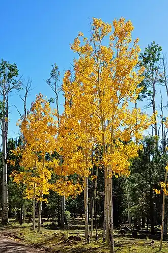 Деревья с осенней окраской листвы