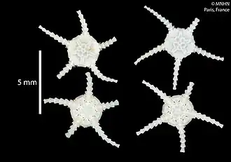 Aspidophiura cherbonnieri