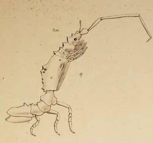 Astacilla nodosa, сбоку