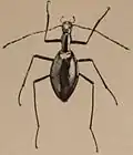 Astagobius angustatus