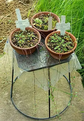 Ботанические образцы из оранжереи парка Синдзюку-гёэн в Токио