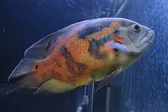 Astronotus ocellatus