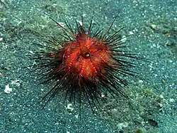 Молодь, Индонезия