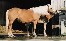 Соловая лошадь