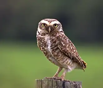 Кроличий сыч