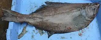 Азиатский стрелозубый палтус: глазная сторона