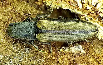 Верхняя сторона щелкуна двухцветного