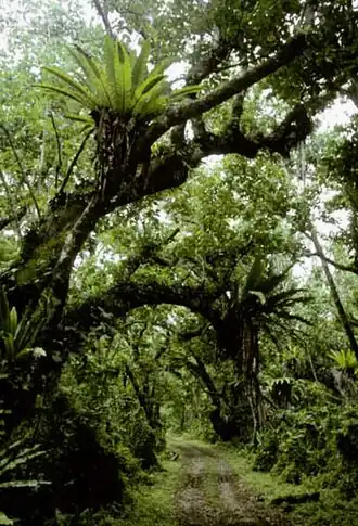 Тропический лес на коралловом известняке на острове Атиу