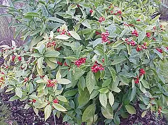 Аукуба японская