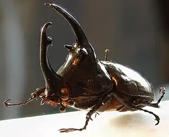 Самец Augosoma centaurus