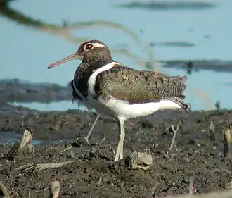 Rostratula australis