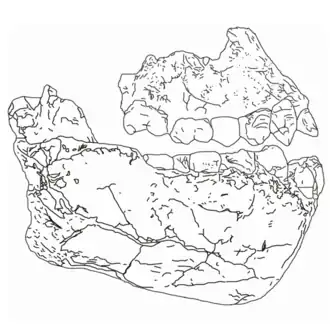 Фрагменты черепа