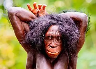 Реконструкция внешнего вида австралопитека седиба авторства Адри и Альфонса Кенниса, Неандертальский музей, Германия