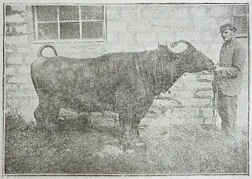 Буйвол-производитель "Аблякым" Азербайджанской зоотехнической станции, возраст 5 лет, живой вес 540 кг.