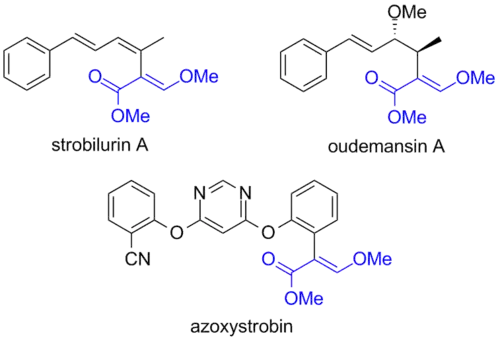Структуры природных фунгицидов стробилирубина A и удемансина A и синтетического фунгицида азоксистробина. The common structural fragment responsible for the activity (toxophore) is highlighted in blue