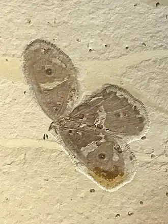 Отпечаток сетчатокрылого насекомого Kalligramma albifasciatum, на котором хорошо сохранились глазчатые пятна на крыльях