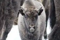 Фотография телёнка-сеголетка (2016 год)