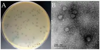 Бактериофаг vB_KpnP_Klyazma. (A) Негативные колонии на газоне Klebsiella pneumoniae; (B) электронная микрофотография