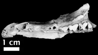 Левые предчелюстная и челюстная кость