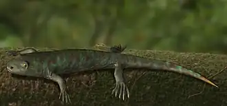 Баланерпетон