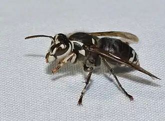 Dolichovespula maculata