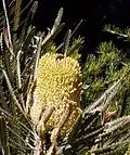 Banksia attenuata