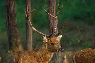 Барасинга со свисающими с рогов кусками кожи