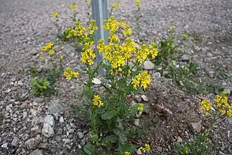 Сурепка обыкновенная