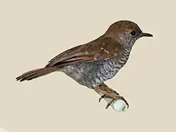 Calamonastes fasciolatus