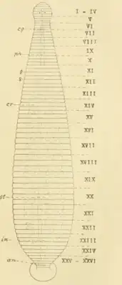 Сегментация Batracobdelloides reticulatus