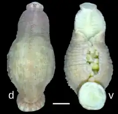 Под буквой d изображение спинной (dorsal) стороны, под буквой v — брюшной (ventral). Шкала изображает отрезок в 1 мм.