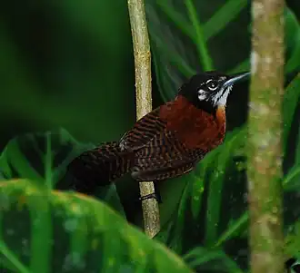 Каштановый кустарниковый крапивник (Cantorchilus nigricapillus)