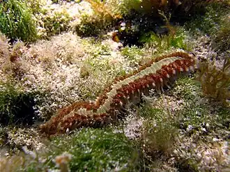 Hermodice carunculata