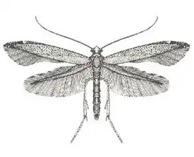 Вьюнковая моль-минёр (Bedellia somnulentella)